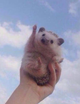 merhaba c: